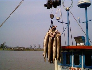 Atividade pesqueira em Santa Catarina
